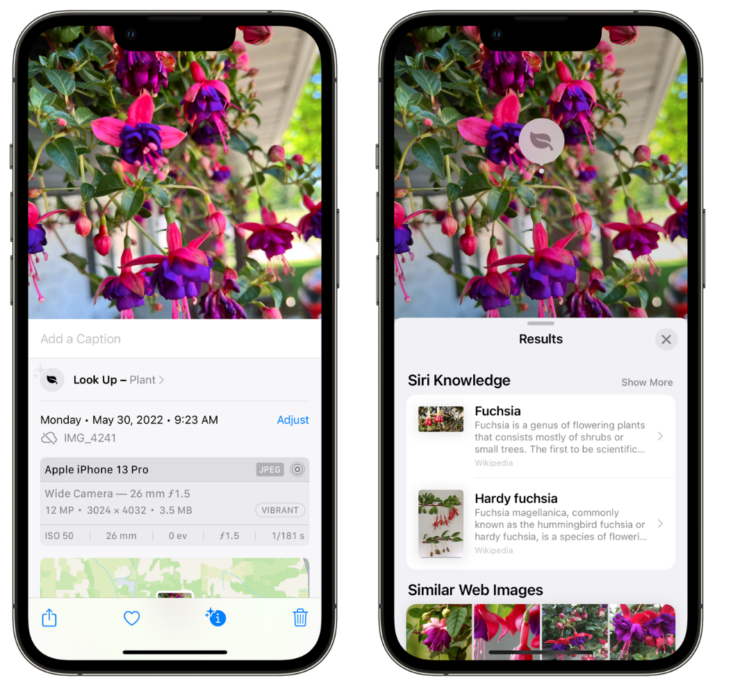 东路镇苹果手机维修分享小技巧：使用 iPhone 相机识别花卉植物 